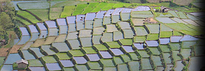 Terrasses près de Ruteng