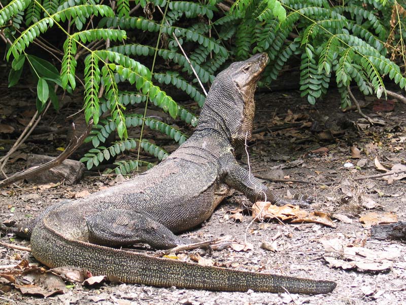 06 varan