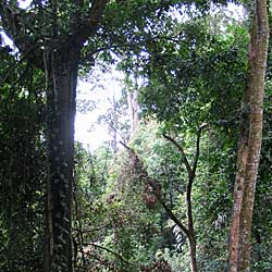 Foret primaire