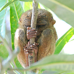 Tarsier endormi.