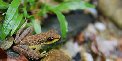 Grenouille à longues pattes