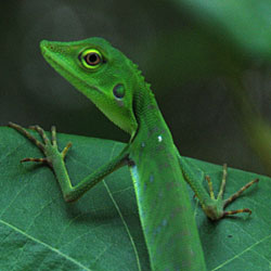 Lezard dans la jungle autour de Port Barton