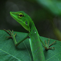 Lézard arboricole