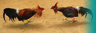 Les coqs se volent dans les plumes.