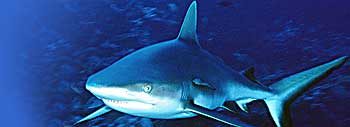 Requin gris