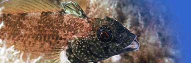 Poisson des Glenan