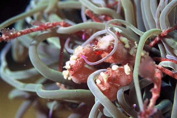 Macropode