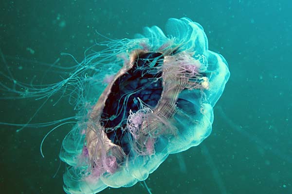 Meduse