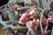 Macropode
