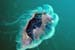 Meduse