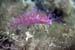 Nudibranche-violet