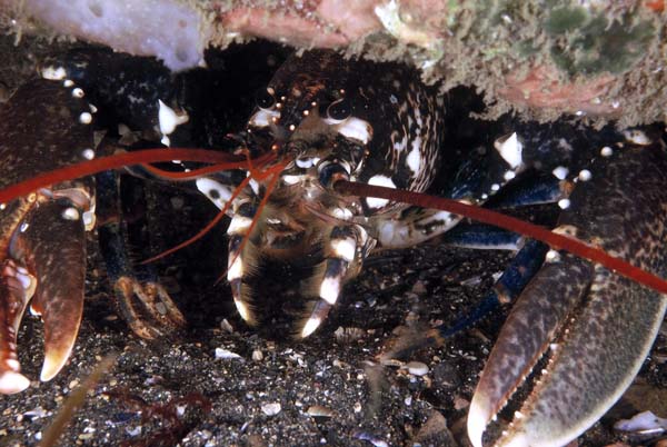 Homard