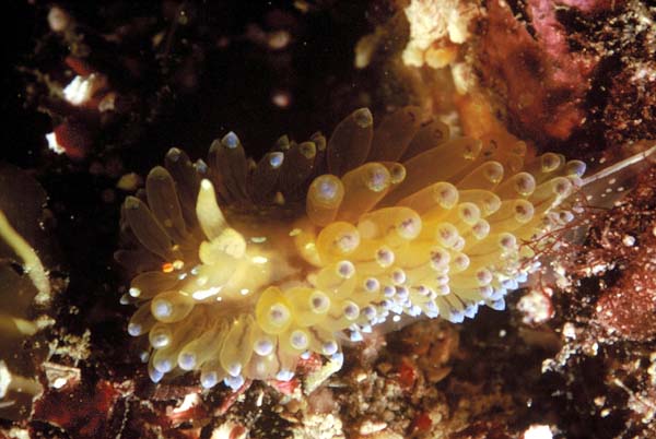 Nudibranche1