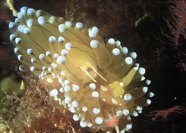 Nudibranche2