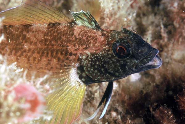 Trypterigon