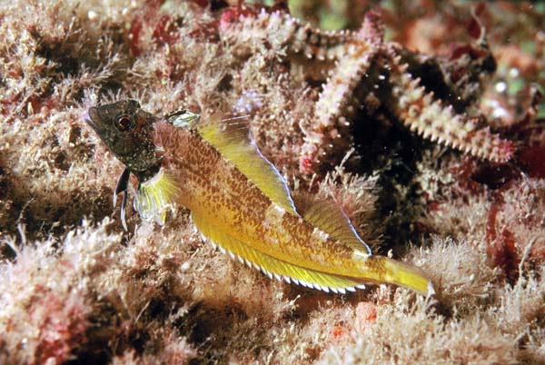 Trypterigon2