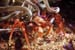 Macropode