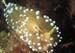 Nudibranche2