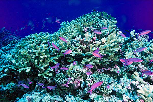 Anthias roses