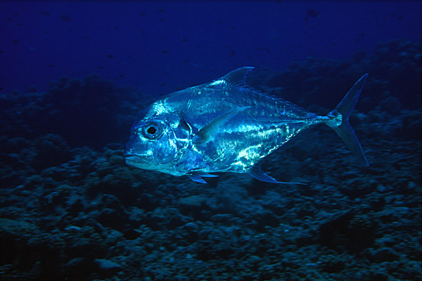 Carangue argent