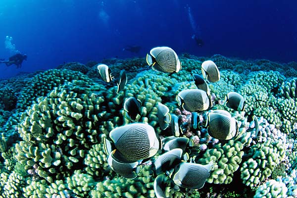 Corail et plongeurs