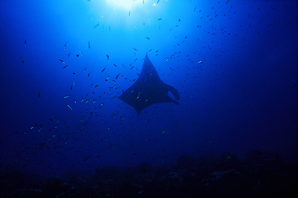 Manta contre jour
