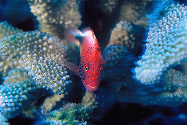 Poisson faucon