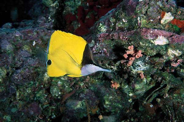Poisson papillon