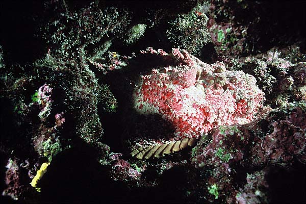 Poisson pierre