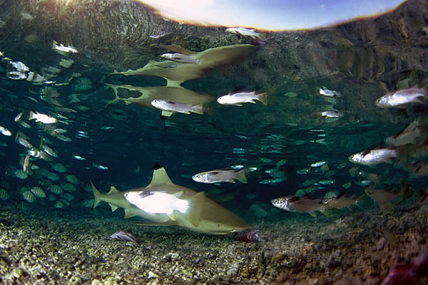 Requin dans lagon