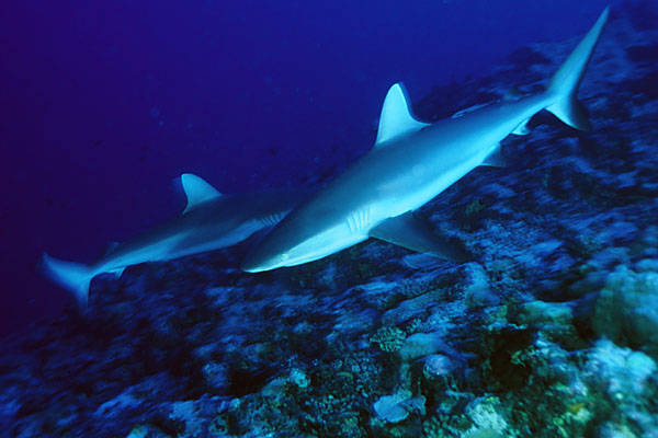 Requins se croisant