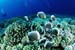 Corail et plongeurs