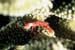 Crabe rouge