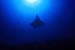 Manta contre jour
