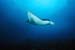 Manta profil