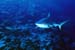 Requin de face
