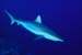 Requin descendant
