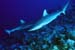 Requins se croisant