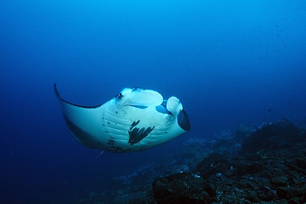 Manta de face
