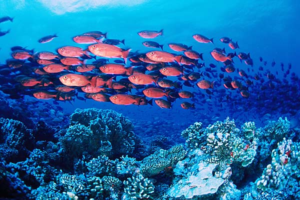 Poissons soldats en banc
