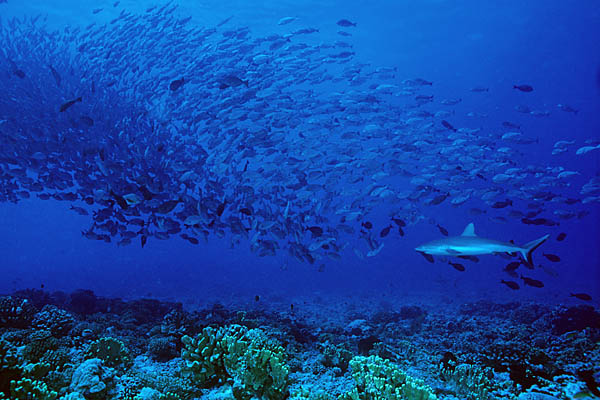 Requin et banc