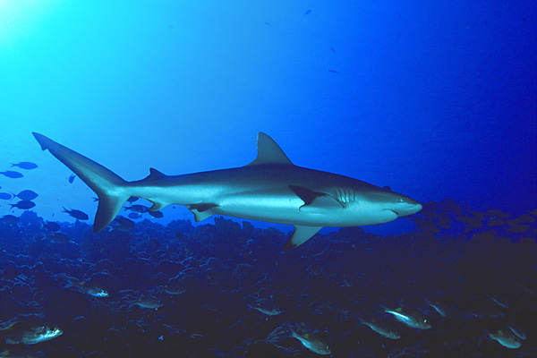 Requin profil