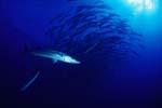 Barracuda en banc