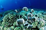 Corail et plongeurs