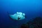 Manta de face