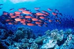 Poissons soldats en banc