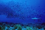 Requin et banc