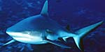 Requin gros plan