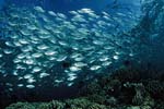 Sardines