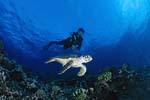 Tortue et plongeuse